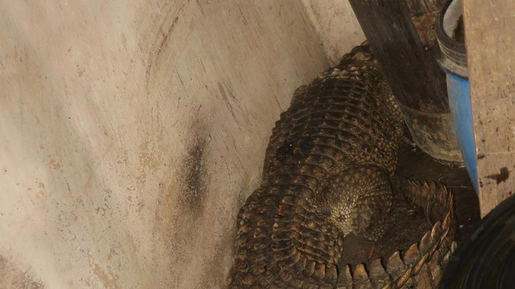 Při požáru v Klopině hasiči objevili krokodýla nilského