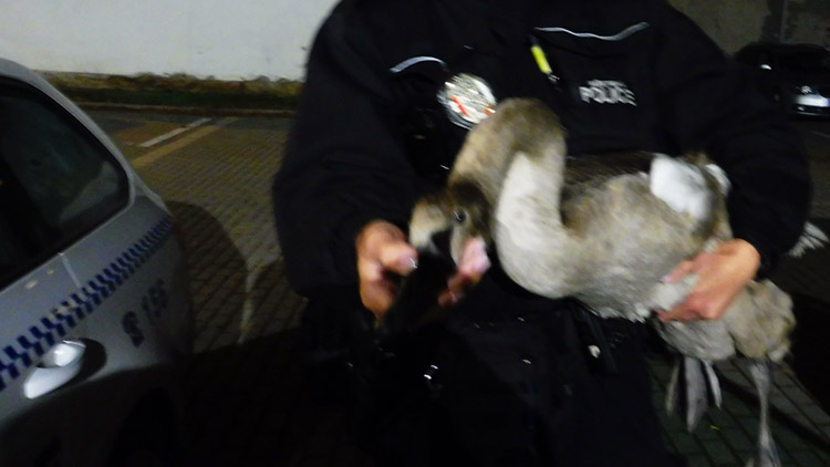Strážníci zachránili  labutí slečnu