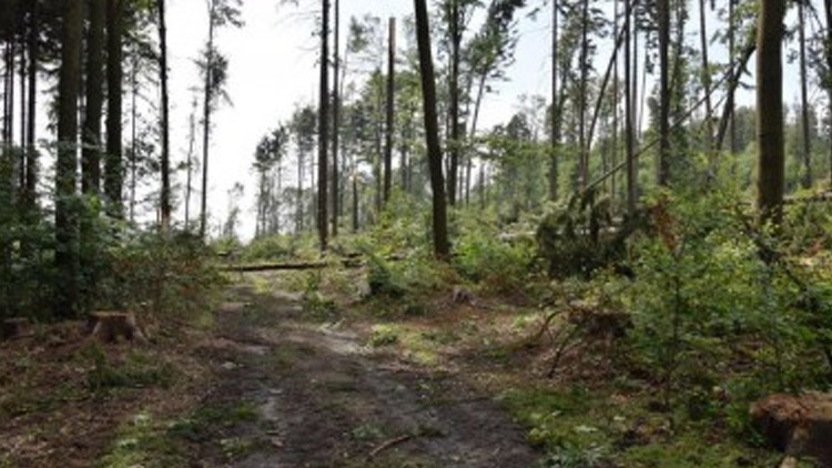 Kraj finančně podpořil obnovu poničených lesů