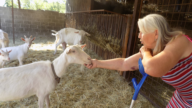„Kozy jsou jako moje děti. Buď přežiju já je, nebo ony mě,“ říká Jarmila Zelenská