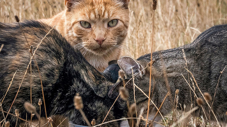 Boj s kočičí kolonií na sídlišti stále pokračuje