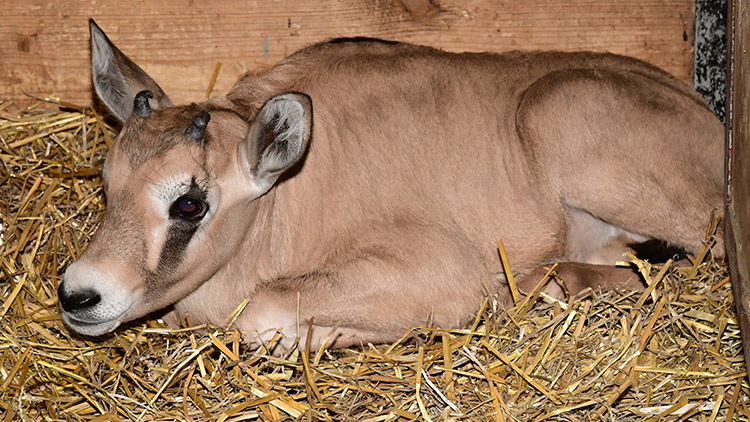 Zoo na Kopečku zažívá oryxí babyboom