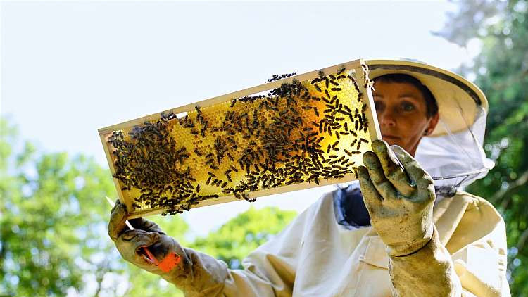 Kraj rozdělí včelařům půl milionu korun