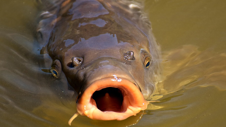 Vánoční kapr není dlouholetou tradicí