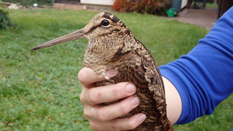 Záchrannou stanici (ne)potěšila sluka