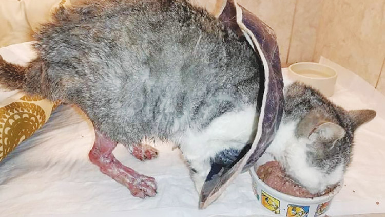 Kocourka našli se skalpovanou kůží