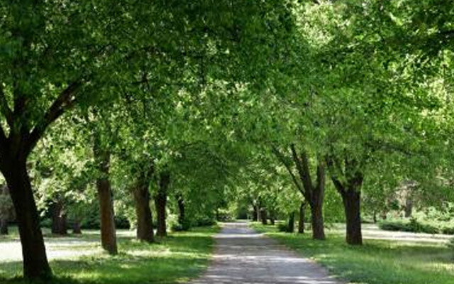 Lipová alej v soutěži