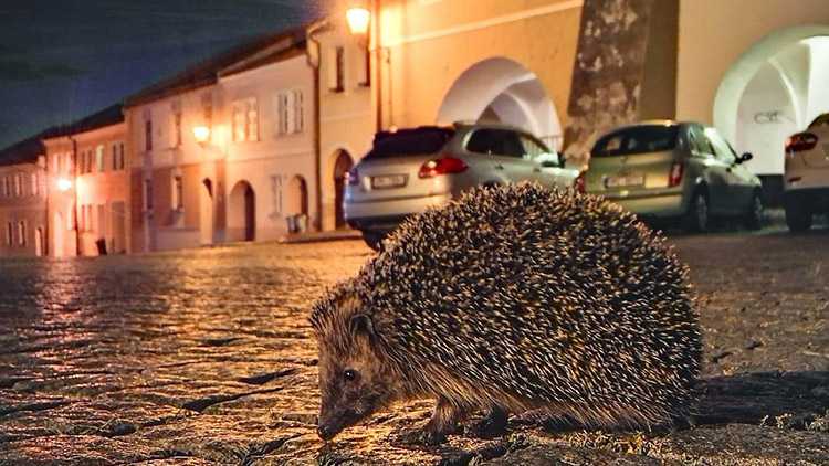 Zákaz vycházení? Strážníci zatím zjistili jen 6 přestupků