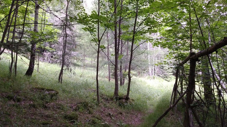 Vzácné stromy?  Lidé to parku kazí