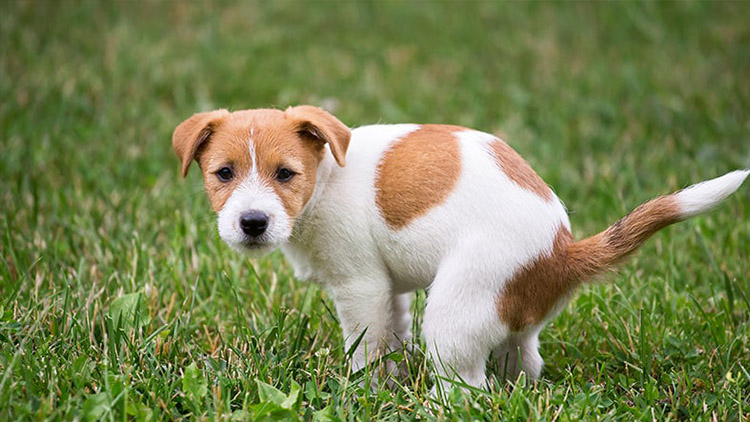 Listopad uzavřela nedůstojná tahanice o PSA