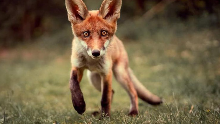 Coco utekla ze školky. A pět slepic to nepřežilo!