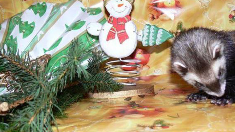 Přinášíme výběr vánočních kuriozit, z nichž nikdo nebyl nadšený