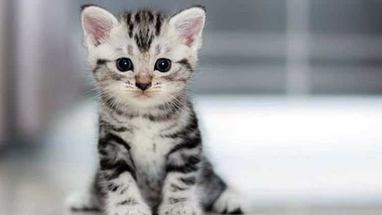 Policisté řešili běžící siluetu,  kočičí pláč i psa bez jízdenky