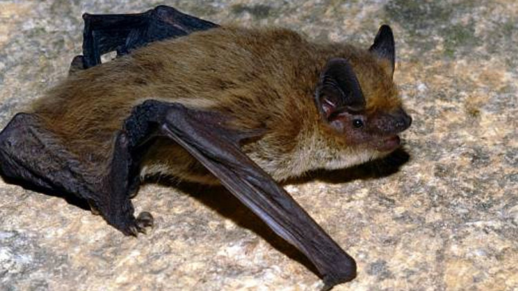 Strážníci vyháněli netopýra z berňáku,  řešili také kanadské žertíky