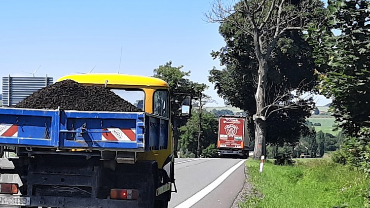 Složité kácení stromů vyjde v Olomouckém kraji na více než 39 milionů Kč