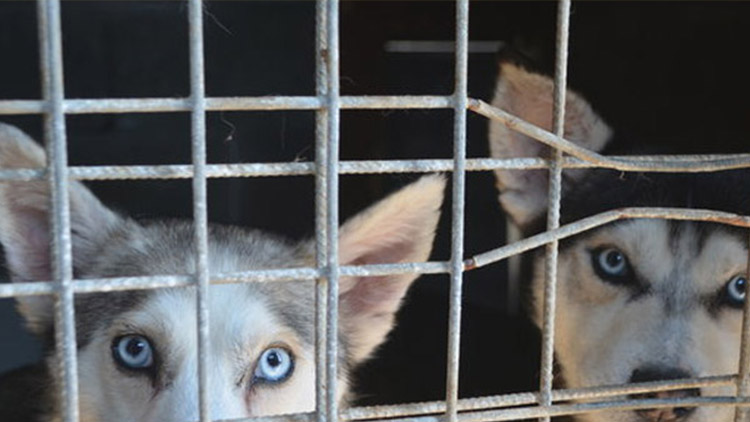 Útulek se připravuje na nápor