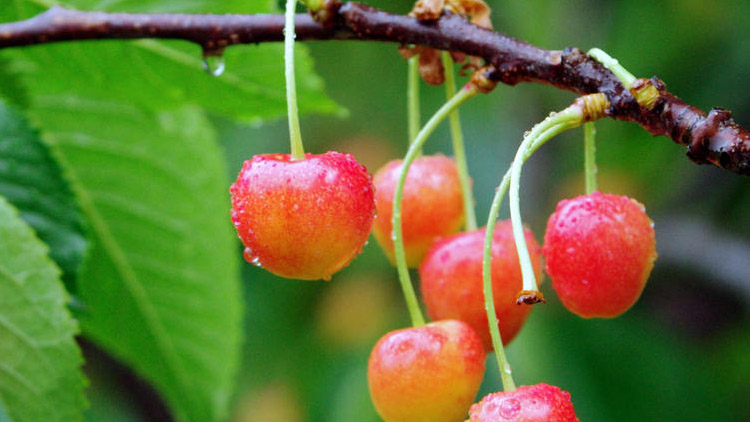 Padne zbytek třešňové aleje  