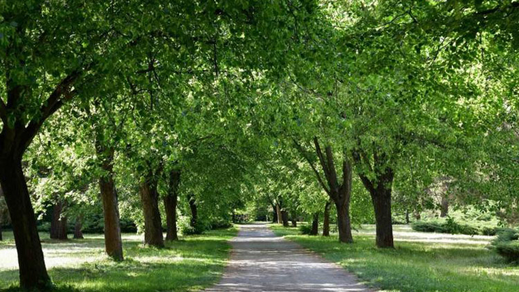 Lipová alej u Hloučely  TŘETÍ V REPUBLICE