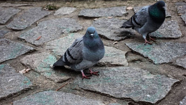 Pustili se do odstřelu holubů 