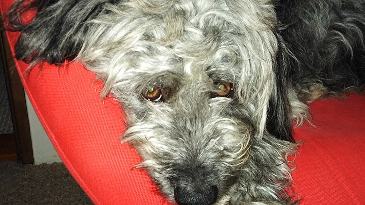  PROSTĚJOVSKO &amp; CHOVATELSTVÍ