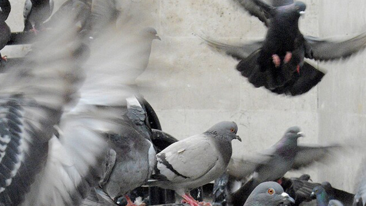 Pustili se do odstřelu holubů  