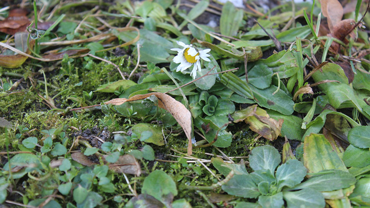 Jaro se už hlásí  o slovo?!