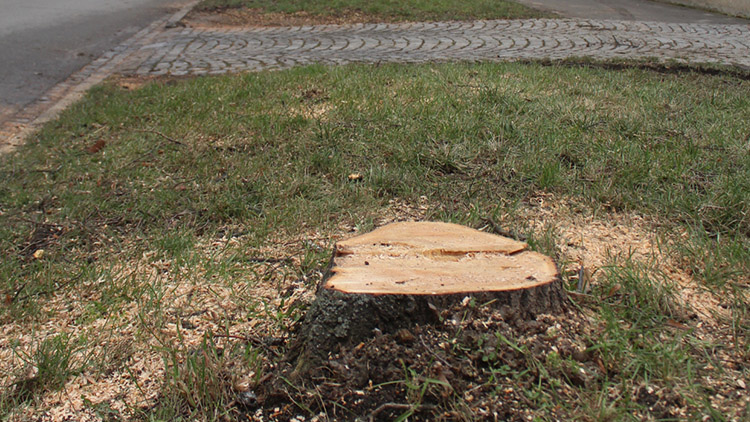 Letité lípy šly k zemi