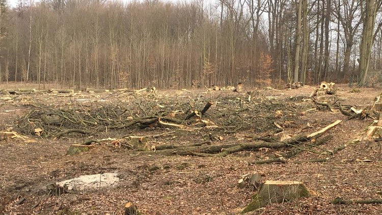 Zloděj s pilou vykácel kus cizího lesa