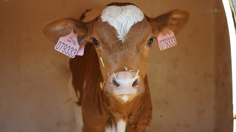 Půlnoční kovboj  ukradl čtyři telata