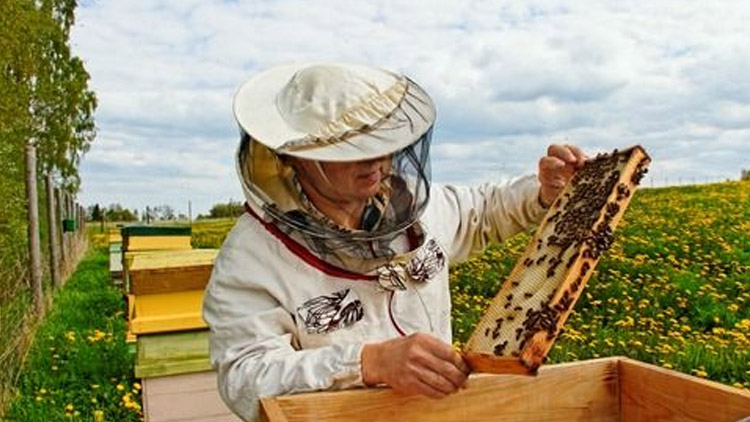 Olomoucký kraj opět podpoří včelaře