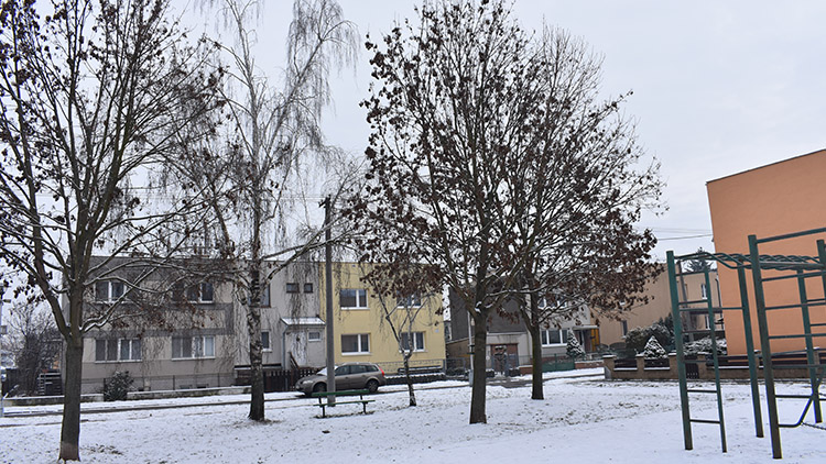 Javory se kácet nebudou!