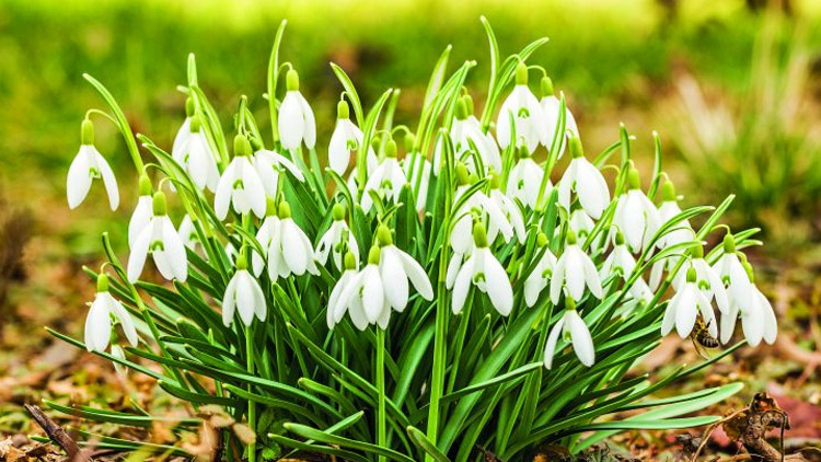 Sněženky jsou už tu