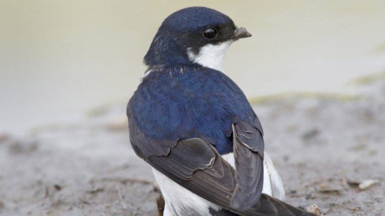 Jiřičky kontra rekonstrukce