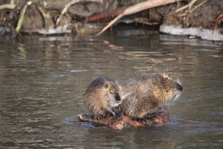 Atrakce nejen pro děti: břehy Romže okupují nutrie!
