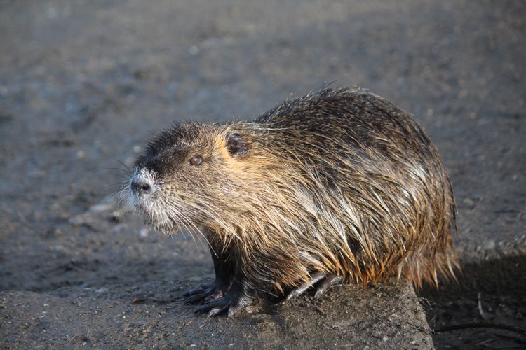 Nutrie z Lutotína migrují po Romži