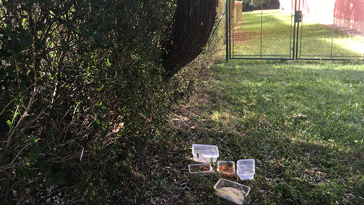 Zakladatelka spolku Mourek: „Kočky nejsou holubi“