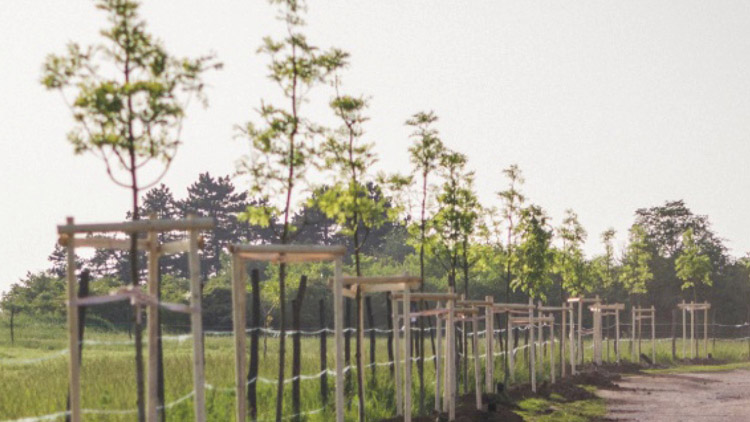 Vysadí zeleň ve velkém