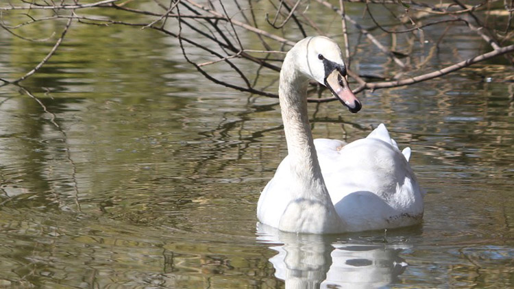 Prostějovské labutí jezero zůstává opuštěné