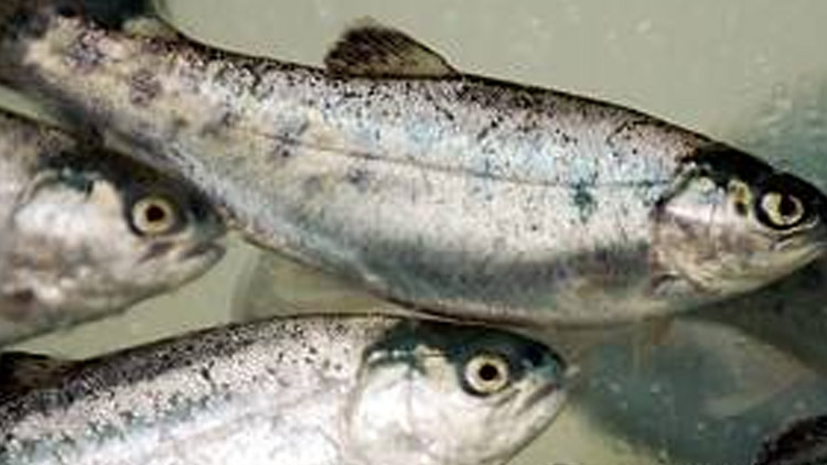 Romže plná pstruhů