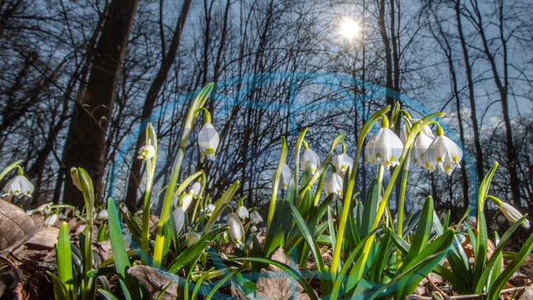 Teď už ale opravdu jaro?
