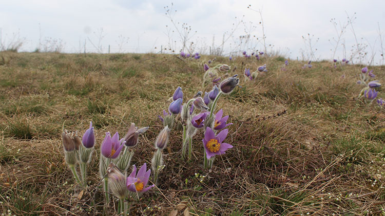 Památka Čubernice zfialověla!