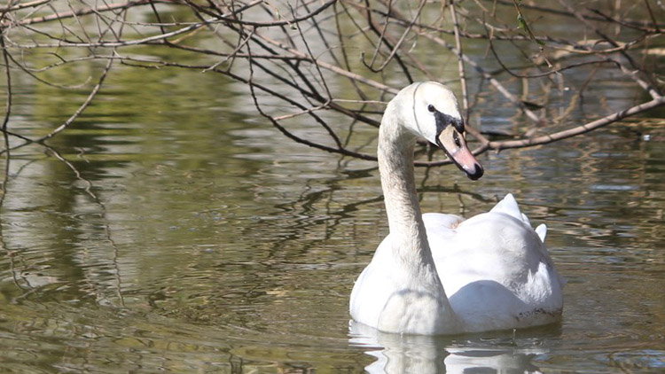 Prostějovské labutí jezero  zůstává opuštěné
