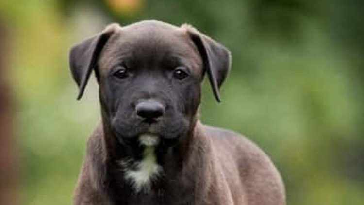 Partneři se hádají o psa