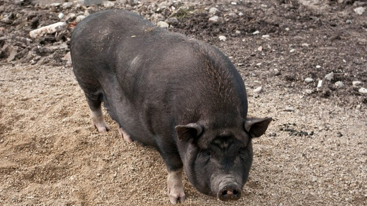 Prasátko na procházce