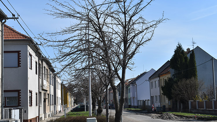 Ve Vrahovické ulici SE KÁCET NEBUDE