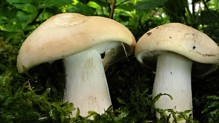 Houbaři už nechodí s prázdnou