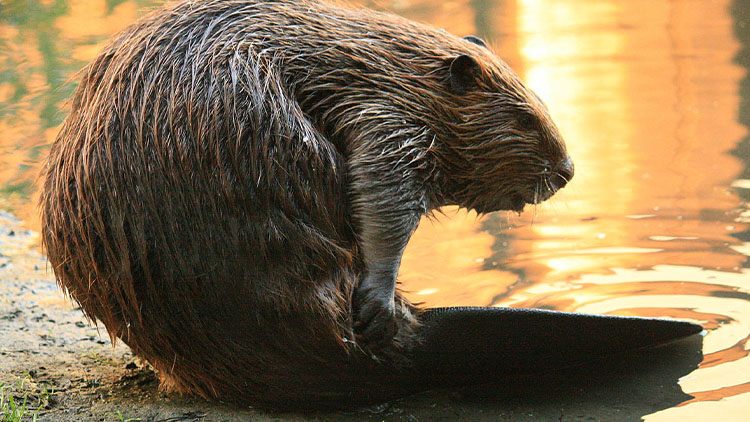 Romži obydleli bobři!