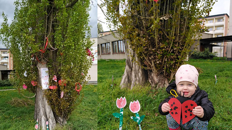 Láskovník ke dni matek vyrostl před Cipískem