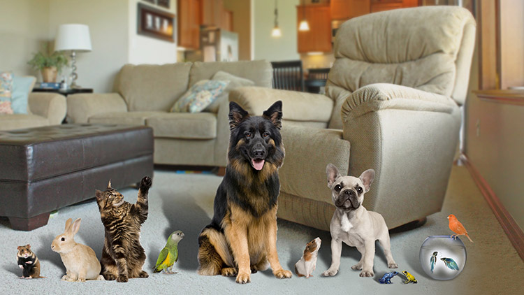 Nenároční domácí mazlíčci