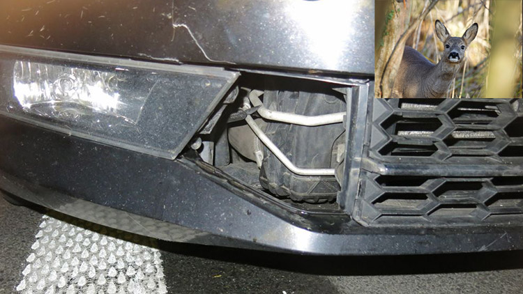 Sražená srna se  otřepala a utekla